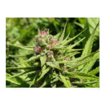 Strawberry Cough posters