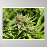 Strawberry Cough Poster