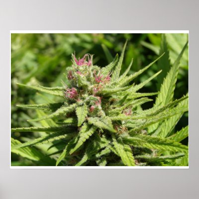 Strawberry Cough Poster by WonderPhotography