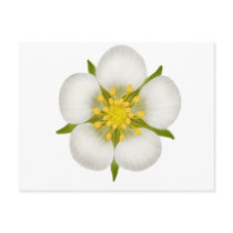 Strawberry Flower Postcard