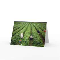 Strawberry Pickers Greeting Cards