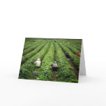 Strawberry Pickers cards