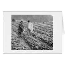 Strawberry Plants Sitka, Alaska 1916 cards