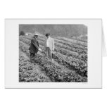 Strawberry Plants Sitka, Alaska 1916 cards