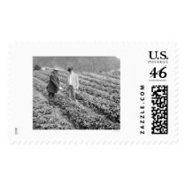 Strawberry Plants Sitka, Alaska 1916 Stamp
