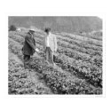 Strawberry Plants Sitka, Alaska 1916 posters by lc_alaska Strawberry Plants Sitka, Alaska 1916 posters