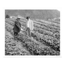 Strawberry Plants Sitka, Alaska 1916 posters by lc_alaska Strawberry Plants Sitka, Alaska 1916 posters