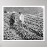 Strawberry Plants Sitka, Alaska 1916 posters
