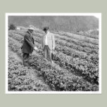Strawberry Plants Sitka, Alaska 1916 Posters