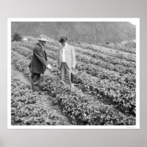 Strawberry Plants Sitka, Alaska 1916 Posters
