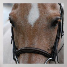 Strawberry Roan Horse Poster