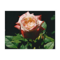 Strawberry Rose Postcard
