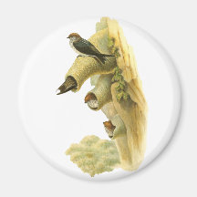 Streaked-throated Swallow Refrigerator Magnet
