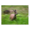 Streaking Deer cards by cbensen Streaking Deer cards