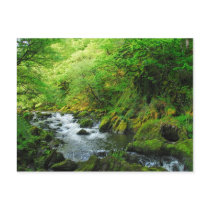 Stream at Springtime