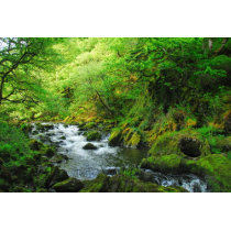 Stream at Springtime