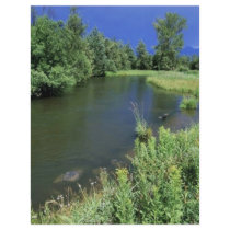 Stream in National Bison Range, Montana Flyer Design