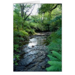 "Stream in Northumberland Woods" (6) Cards