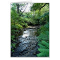 "Stream in Northumberland Woods" (6) cards