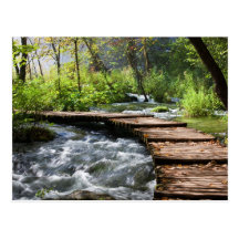 Stream in the Forest Postcards