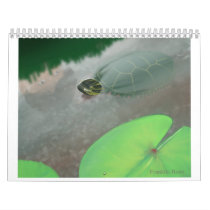 Stream with Turtles and Fish Wall Calendar