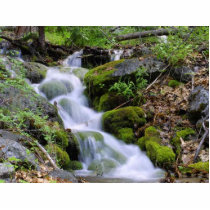Streams Moss Leaves photo sculptures