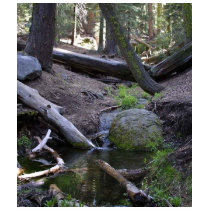 Streams Rocks Water Moss Forrest Trees t-shirts