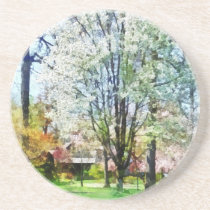Street With White Flowering Trees coasters