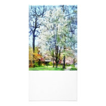 Street With White Flowering Trees photo cards