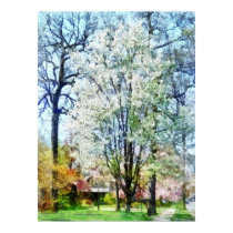 Street With White Flowering Trees posters
