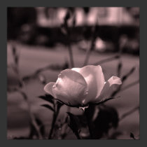 Streetalicious Rose Fine Art Print posters