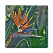Strelitzia - Tenerife Flower Fridge Magnet