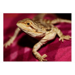 Stretching Bearded Dragon Business Card