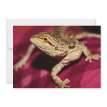 Stretching Bearded Dragon Personalized Announcements