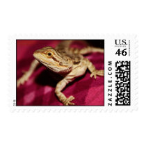 Stretching Bearded Dragon Postage Stamp
