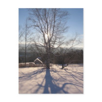 stretching birch postcard