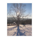 stretching birch