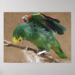 Stretching Double Yellow Headed Amazon Parrot posters