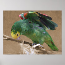 Stretching Double Yellow Headed Amazon Parrot Posters