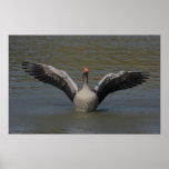 Stretching Greylag Print
