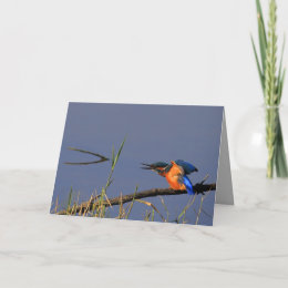 Stretching Kingfisher Card card