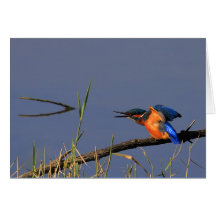 Stretching Kingfisher Card