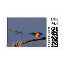 Stretching Kingfisher Postage postage by Welshpixels Stretching Kingfisher Postage postage