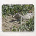 Stretching Squirrel Mousepad