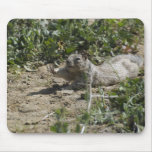 Stretching Squirrel Mousepad
