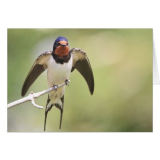 Stretching Swallow card