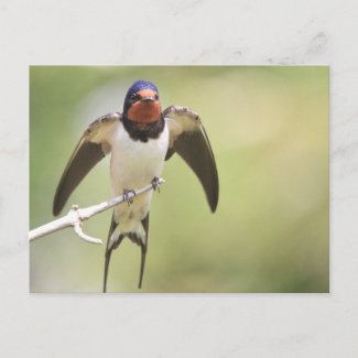 Stretching Swallow postcard