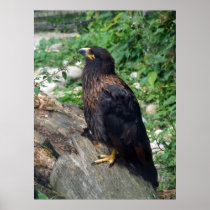 Striated Caracara Poster