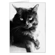 Striking Black Cat, blank note cards