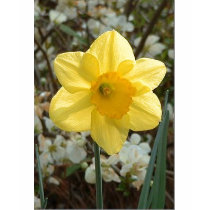 Striking Daffodil Shirt